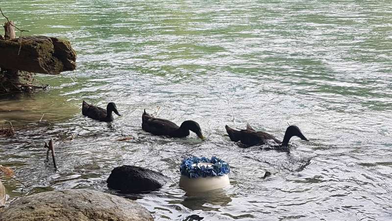 3 Enten mit Urne